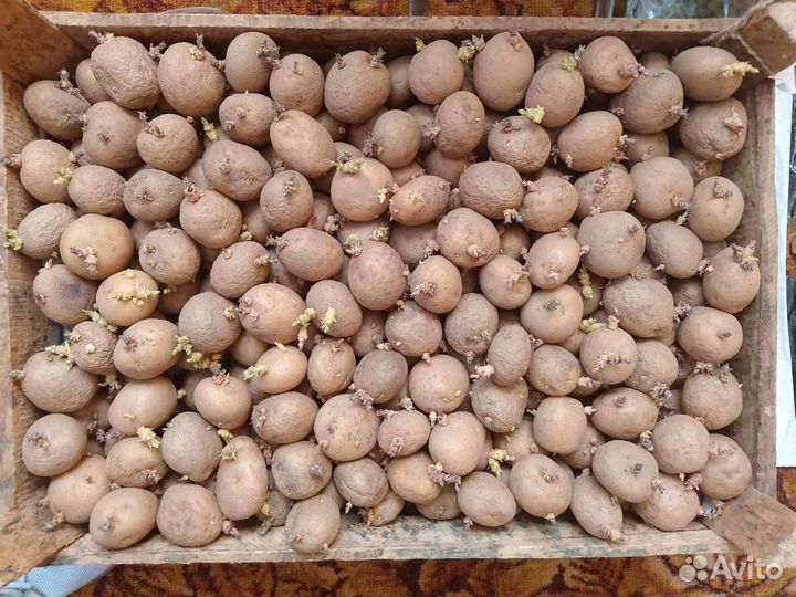 Картофель семенной, яблоки сушёные