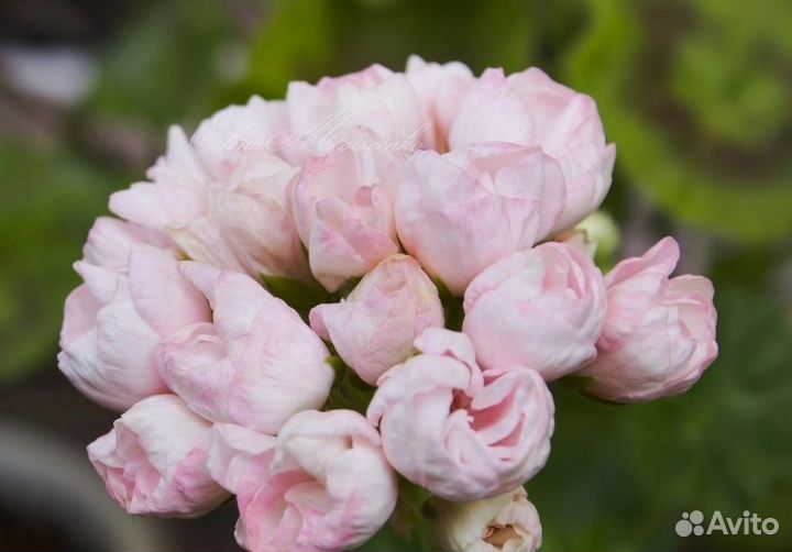 Пеларгония