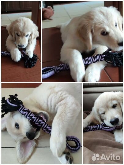 Игрушки для собак