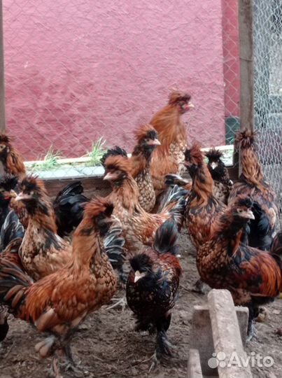 Петухи,Павловская порода