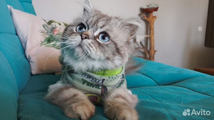 Котик Саймон ищет дом