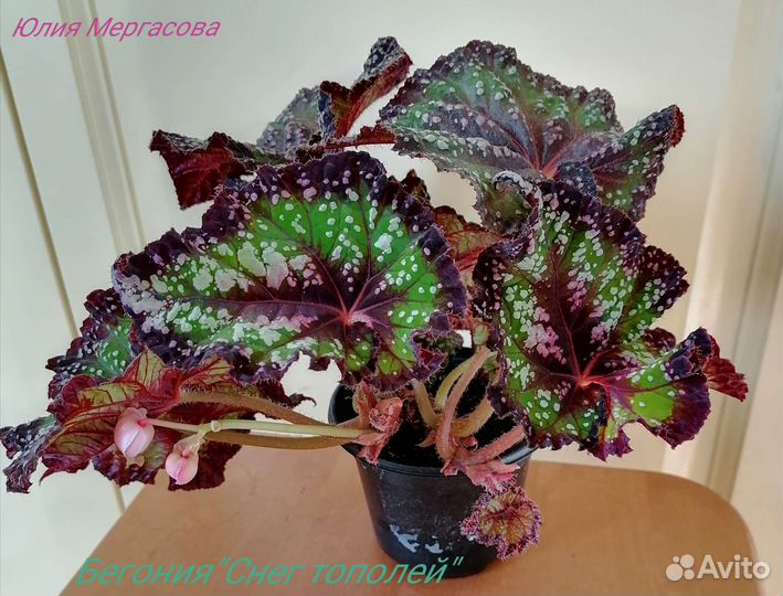 Сортовые бегонии