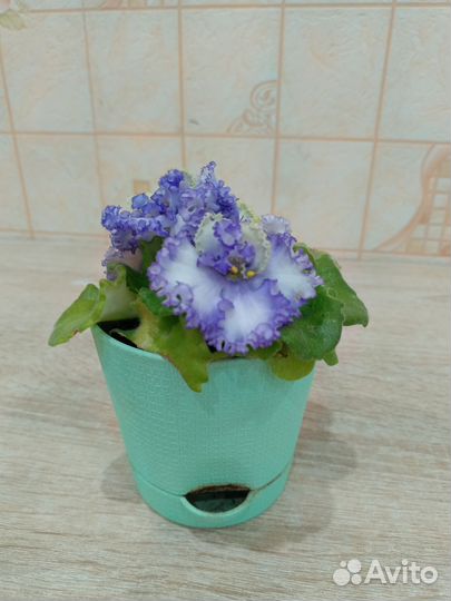 Сортовые фиалки