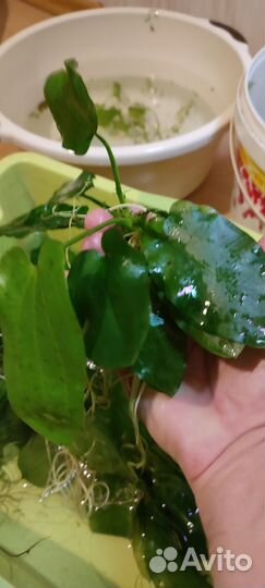 Аквариумные растения прополка