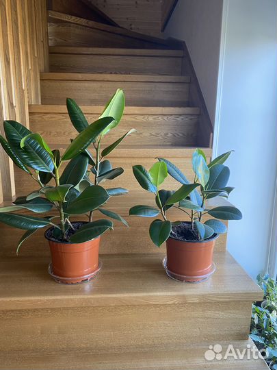 Комнатные растения