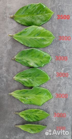 Замиокулькас вариегатный green on green