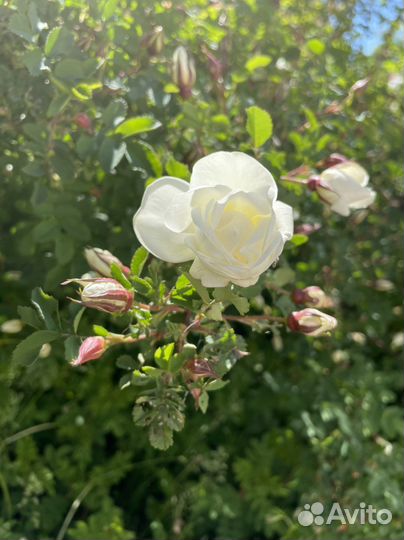 Шиповник белый саженец