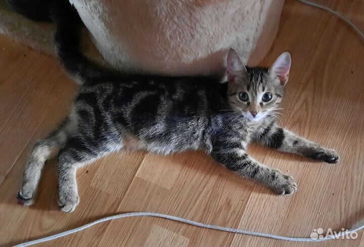 Котик бесплатно в очень добрые руки