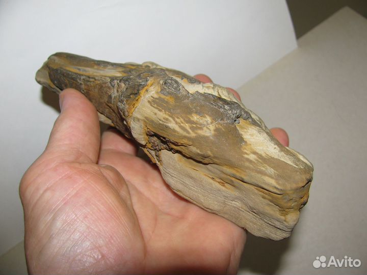 Окаменелое дерево (в коллекцию)