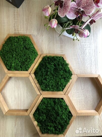 Соты со мхом