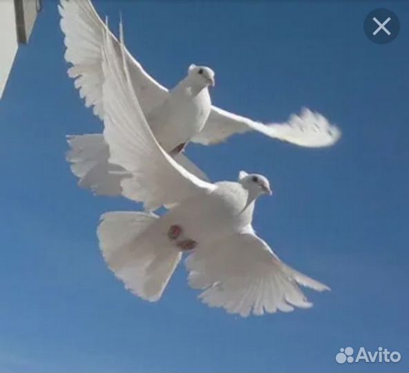 Голуби бойные