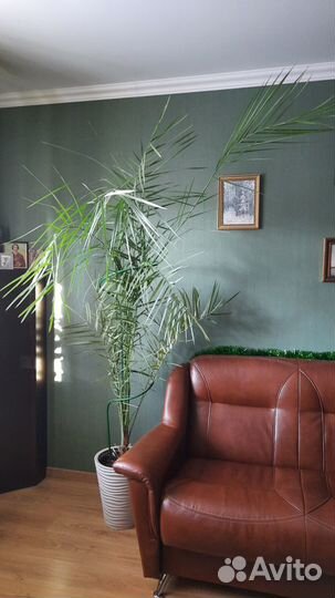 Пальма финиковая