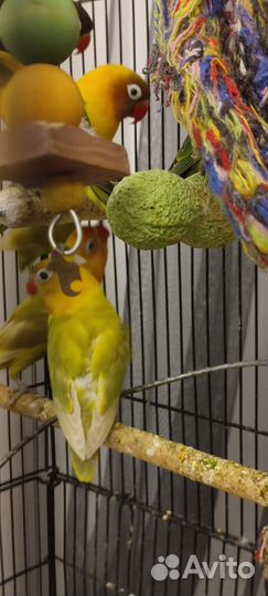 Попугай неразлучники
