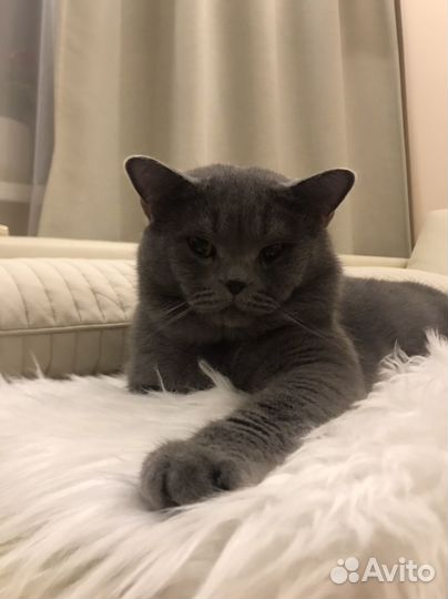 Британский кот для вязки