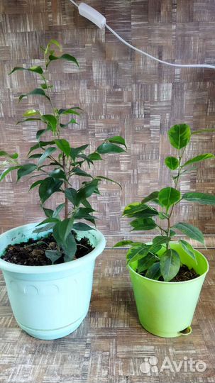 Фикус бенджамина