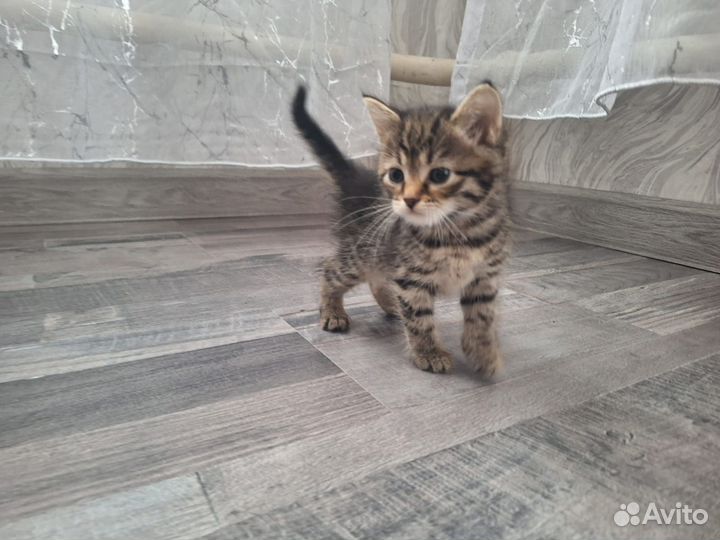 Котята в добрые руки бесплатно