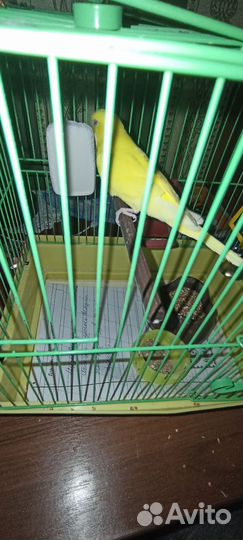 Волнистый попугай