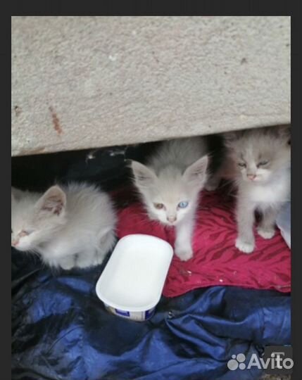 Отдам в добрые руки