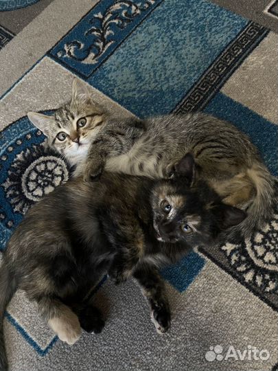 Котята кошка