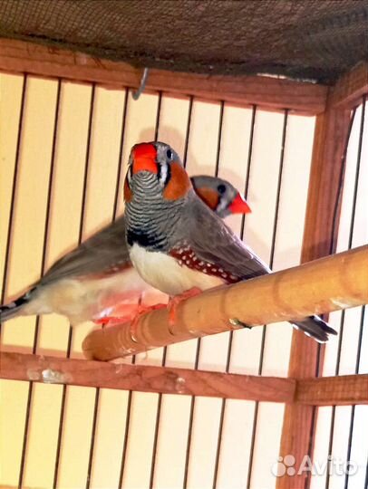 Амадины Зебровые