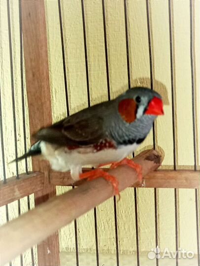 Амадины Зебровые