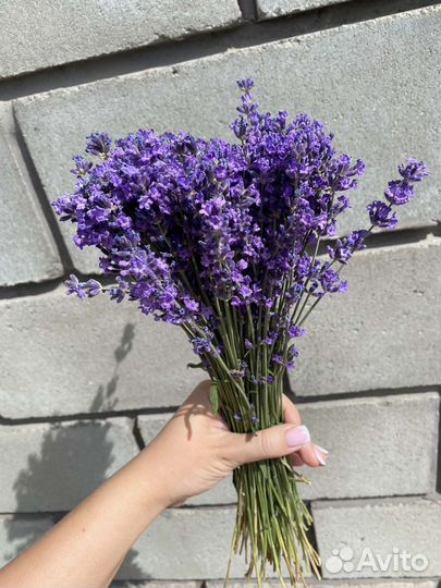 Лаванда цветы