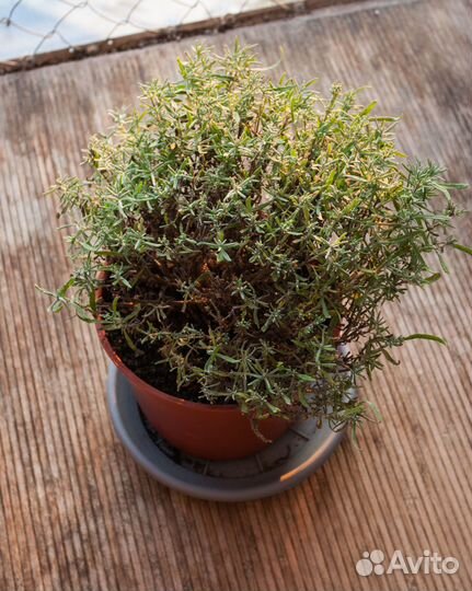 Лаванда сорта Манстед саженцы