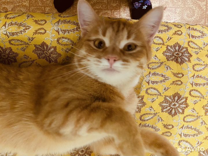 Кошки в добрые руки