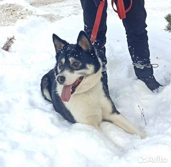 Собака в добрые руки