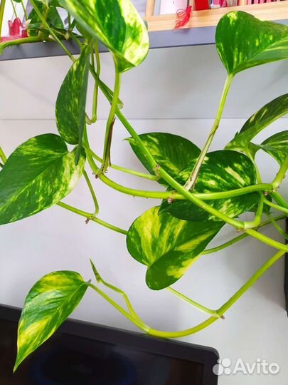 Сциндапсус эпипремнум Золотистый черенки