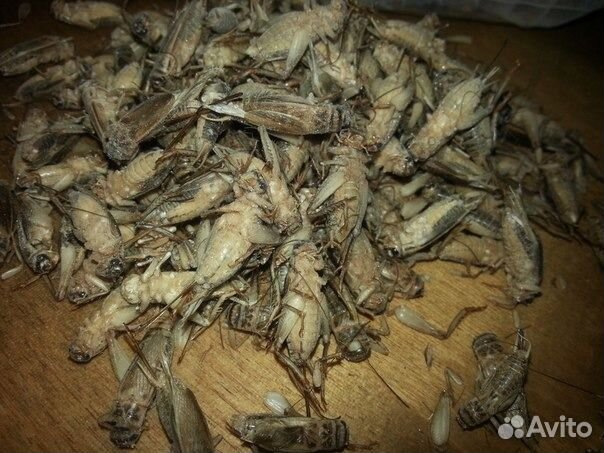 Сверчок домовой мороженый. Корм для стрижей