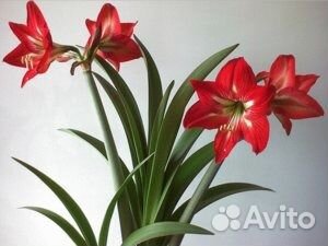 Гиппеаструм