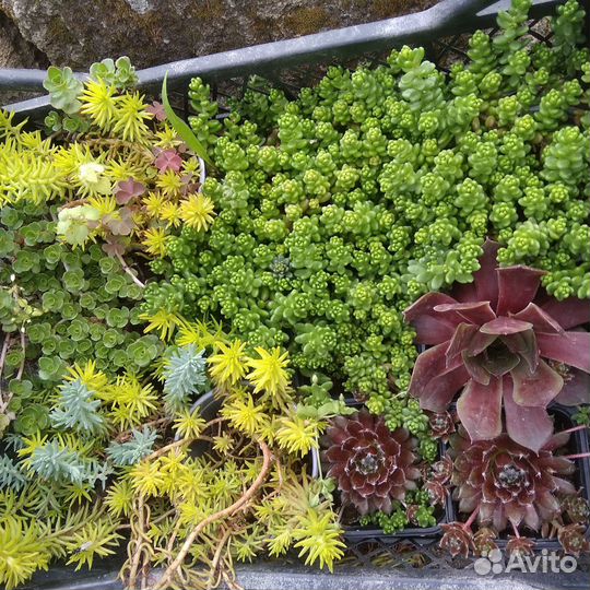 Предлагаю растения для сада