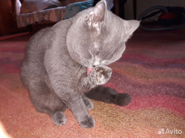 Вязка с Британским котом