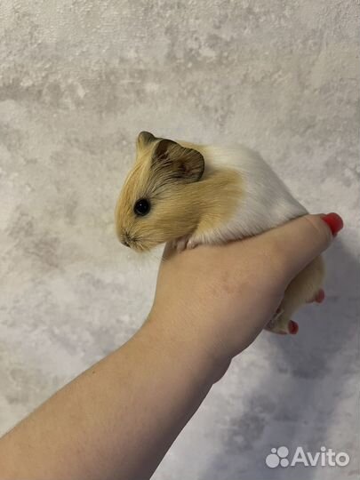 Морские свинки