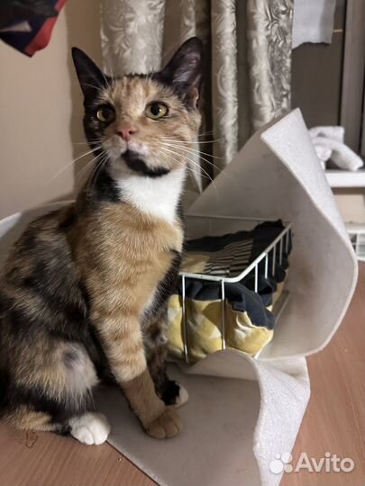 Кошка в дар