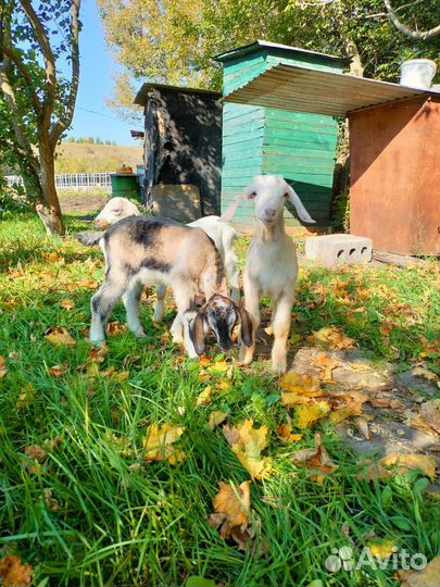 Козлята нубийские