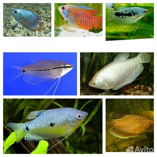 Аквариумные рыбки местной разводни
