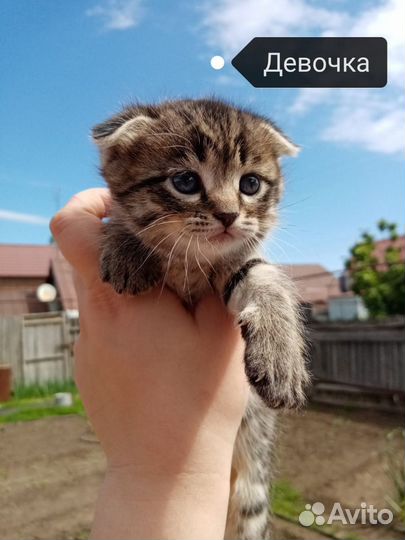 Шотландские котята
