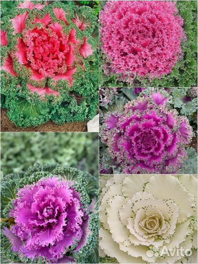 Семена декоративной капусты