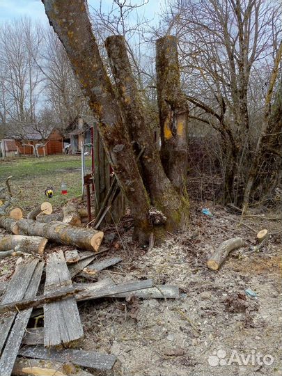 Cпил деревьев