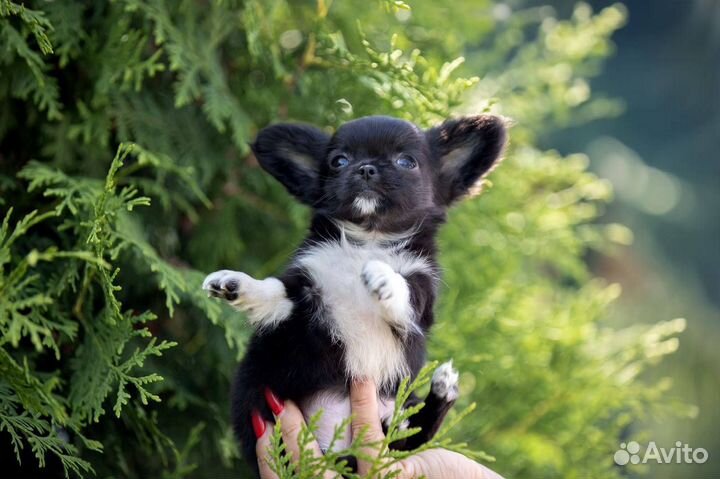 Черный длинношерстный мальчик чихуахуа