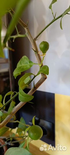 Лимон плодоносящий