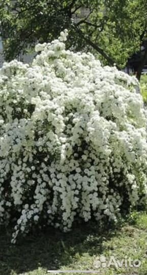 Спирея вангутта