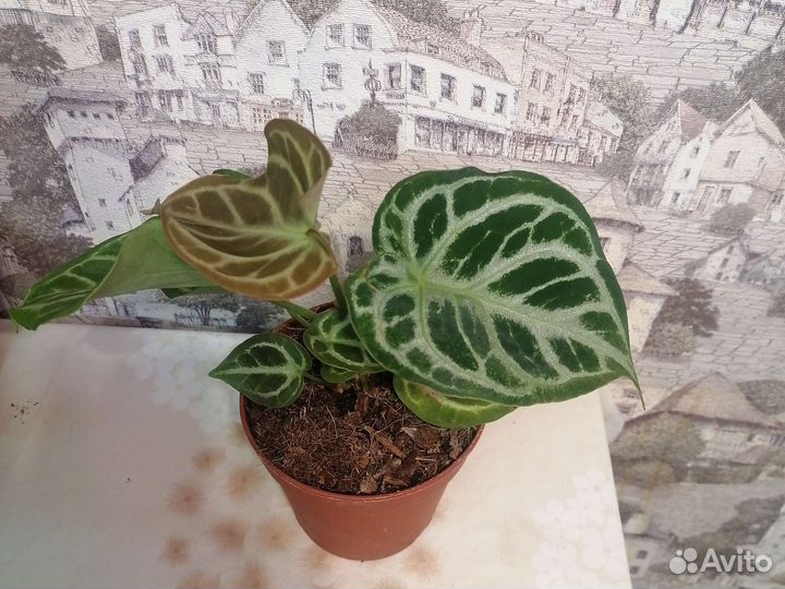 Антуриум сильвер блаш