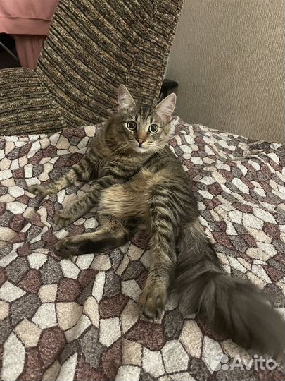 Домашние животные бесплатно кошки