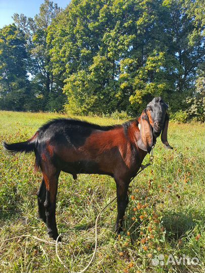 Англо нубийский козел