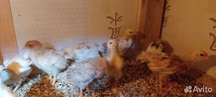Цыплята