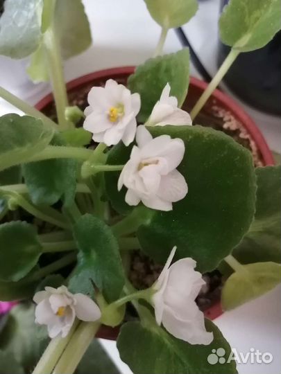 Листики фиалок