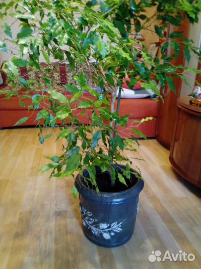 Фикус бенджамина